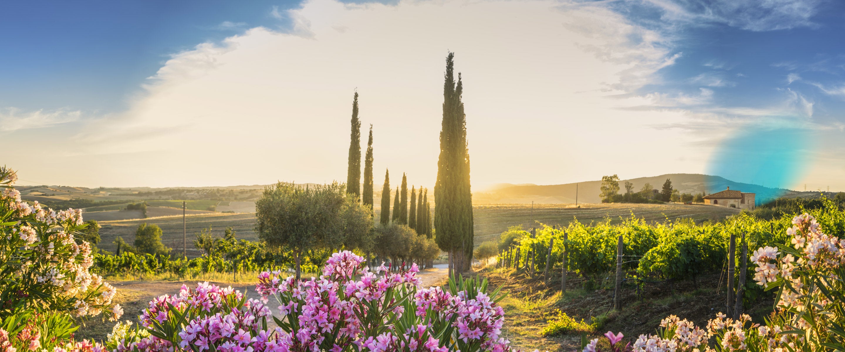 Rolling Italy valley with beautiful purple and white flowers and tall trees dappled in golden rays of afternoon sunlight 