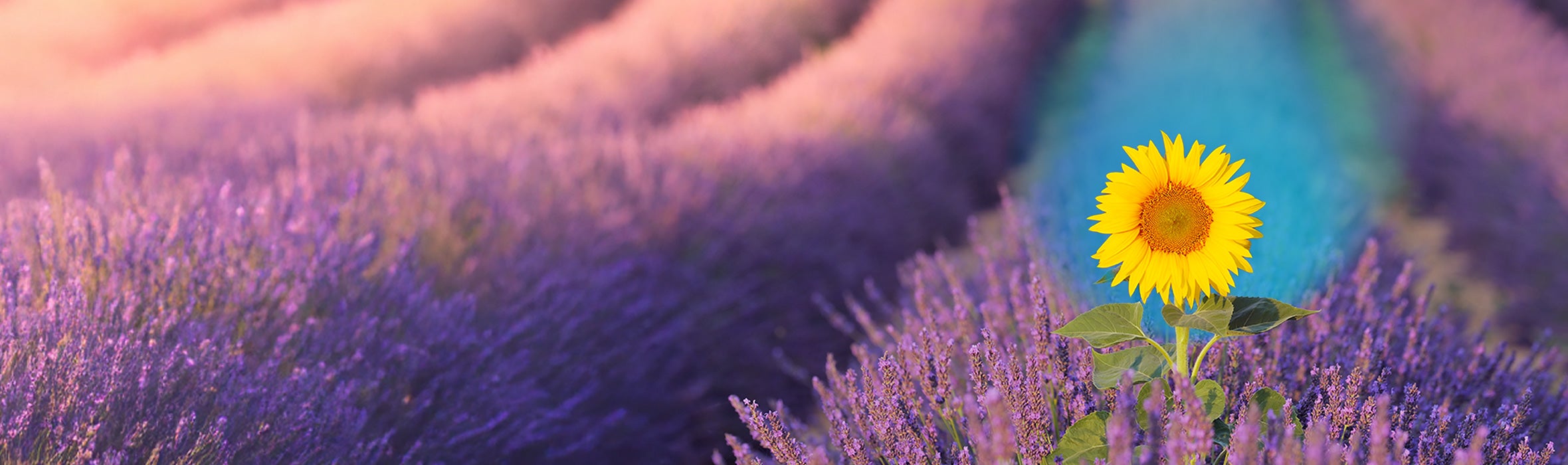 Closeup of a yellow sunflower in a Lavendar field and a blue gradient surrounding the flower 