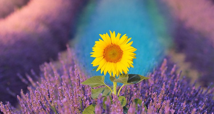 Closeup of a yellow sunflower in a Lavendar field and a blue gradient surrounding the flower 